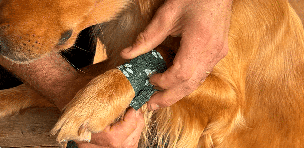 James and Ella Pet First Aid Kit