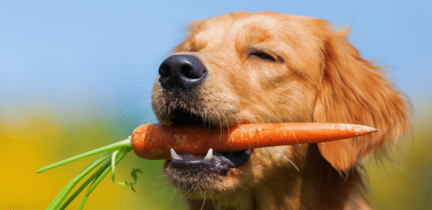 dog with carrot